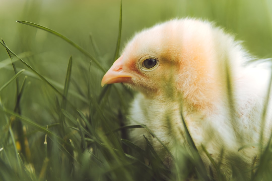 Photo Chicks, Easter