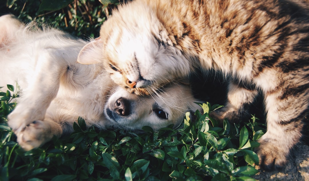 Dealing with Annoying Dog Behavior: Tips for a Peaceful Home