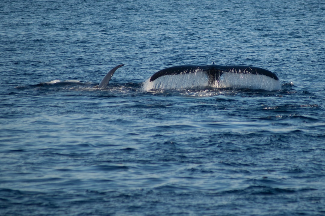 Photo ocean wildlife