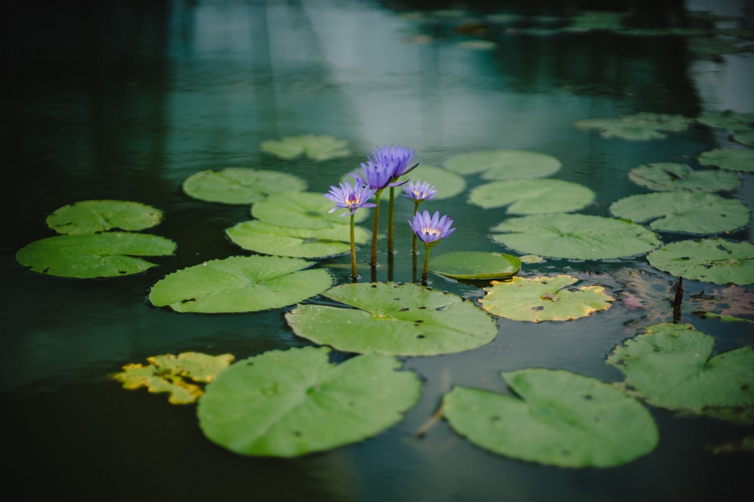 Photo Lotus Spiral